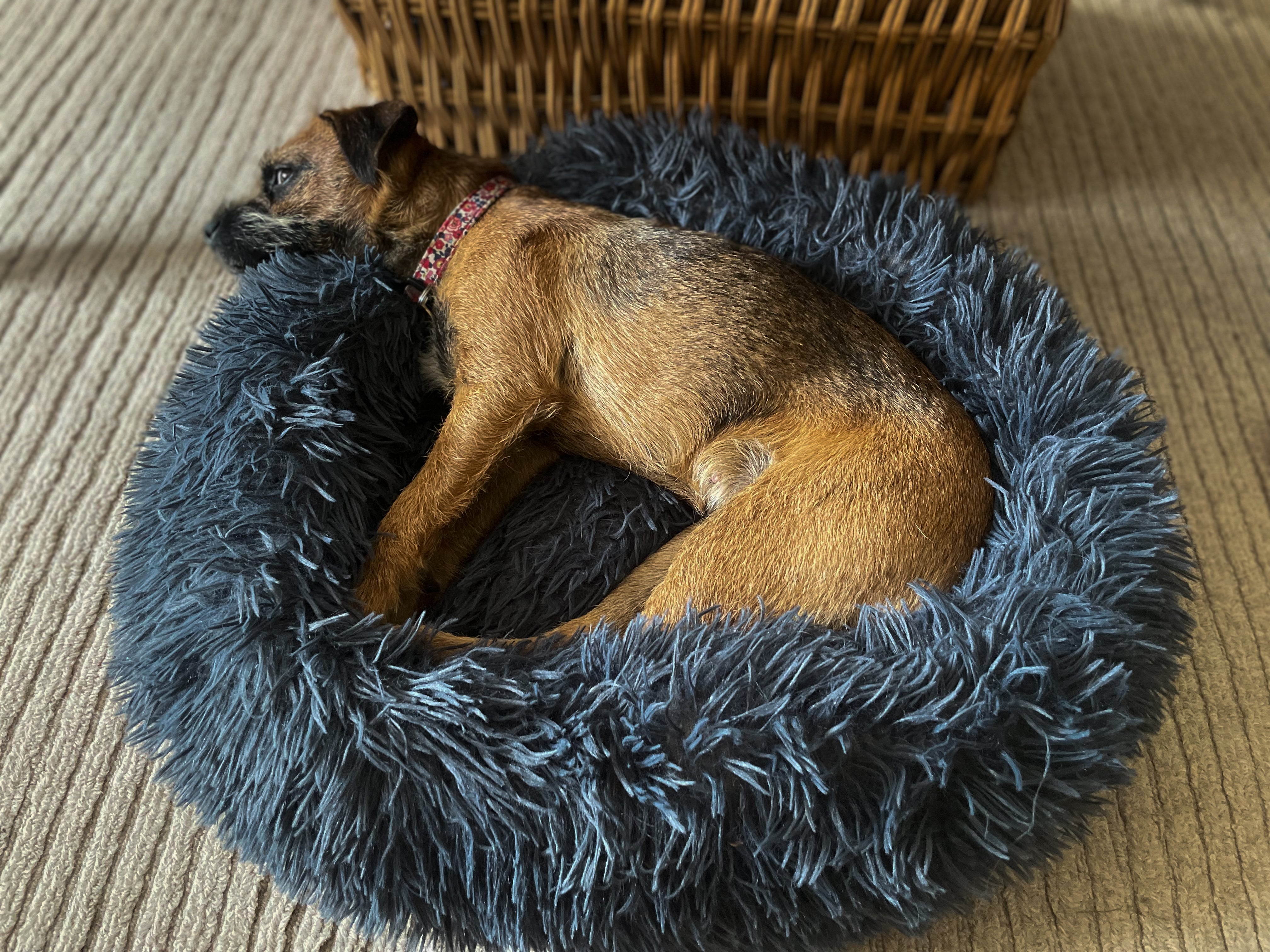 Doughnut Shaped Dog Bed